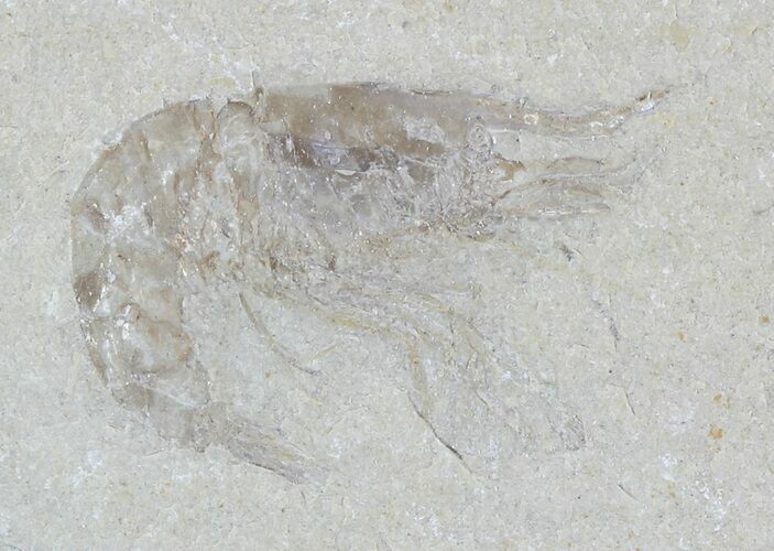 Cretaceous Fossil Shrimp - Lebanon #52756